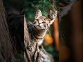 a cute cat set tree.....A cat appeared😱🤷#shorts #cat#Aivideo #Aishorts #viralshorts
