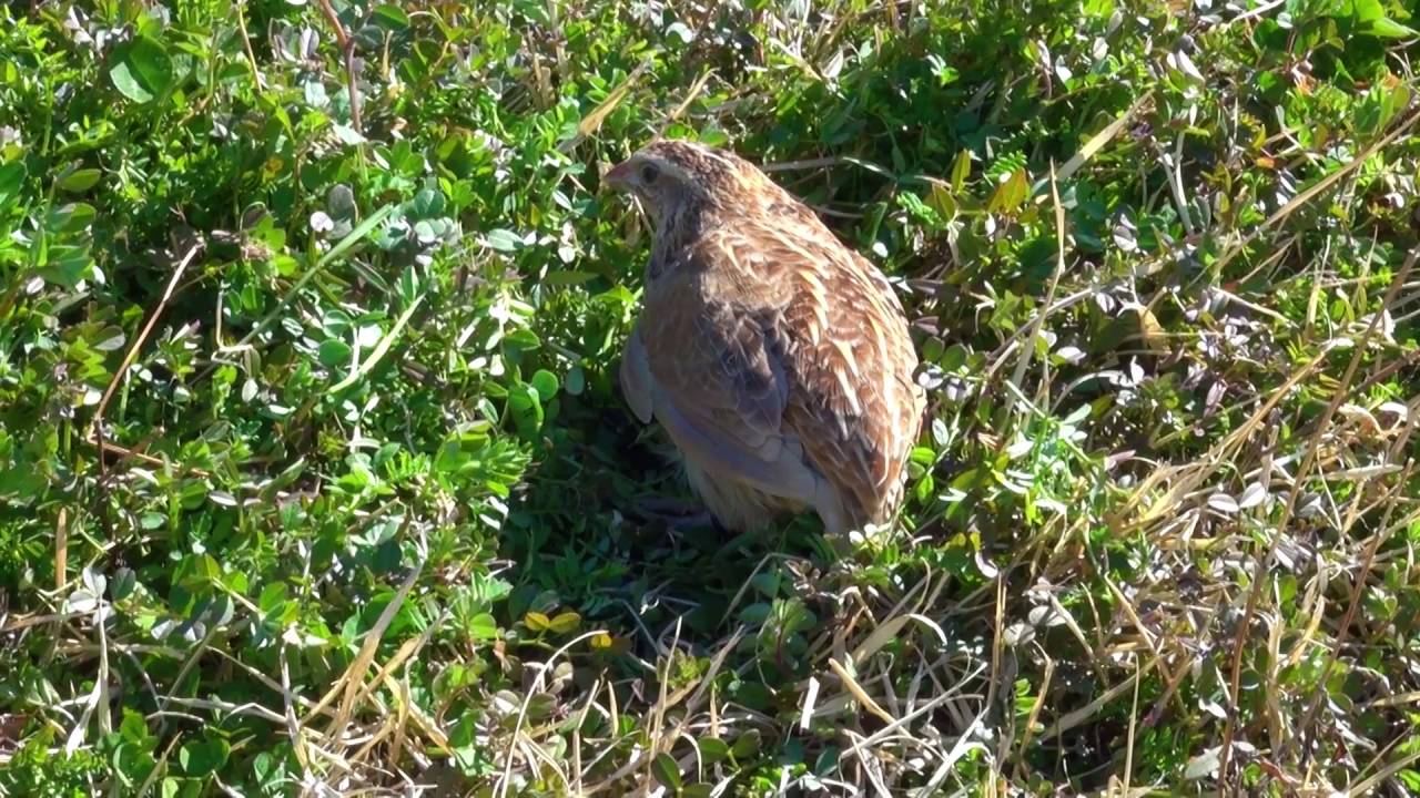 ウズラ 2 恩返し 保護 Japanese Quail Wild Bird 野鳥 動画図鑑 Youtube