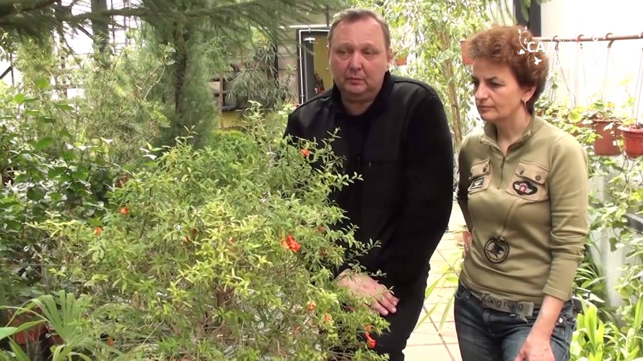 Как выращивать комнатный гранат. Сайт Садовый мир - YouTube