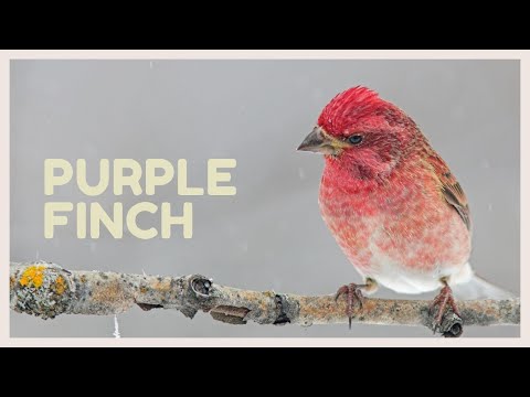 Purple Finch Call Beautiful Purple Finch Song For Relax