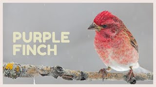 Purple finch call! Beautiful purple finch song for relax!