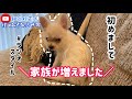 【新しい家族】ラジオスタイル