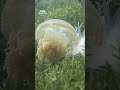 A Jellyfish Beneath The Waves 🪼 #Shorts #Jellyfish #4K #BBCEarth #Wildlife #Animals
