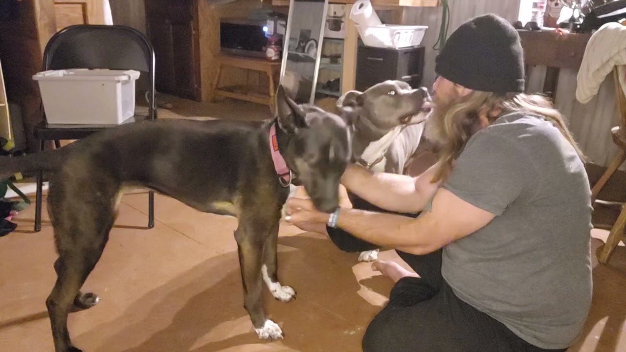 ADB: PLAY, CUDDLES, Emotional Vulnerability, Bonding. Dogs Emotional Needs.