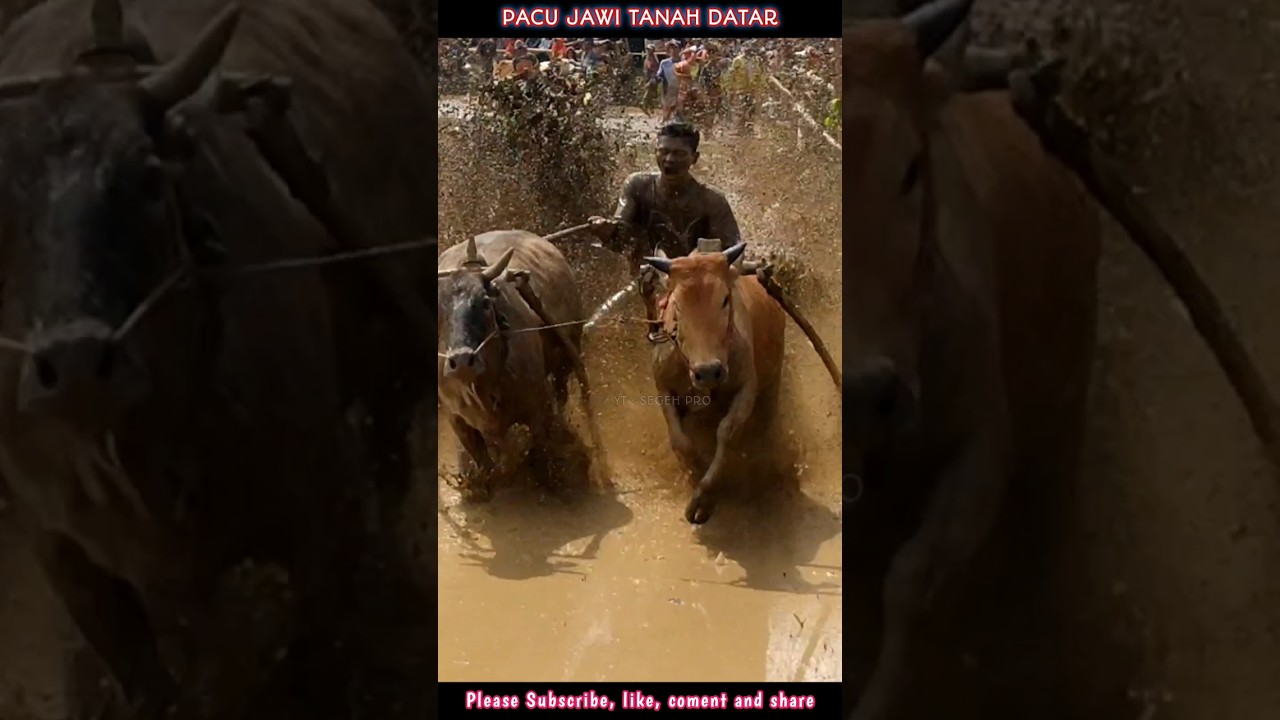 Pacu Jawi (cow racing) 