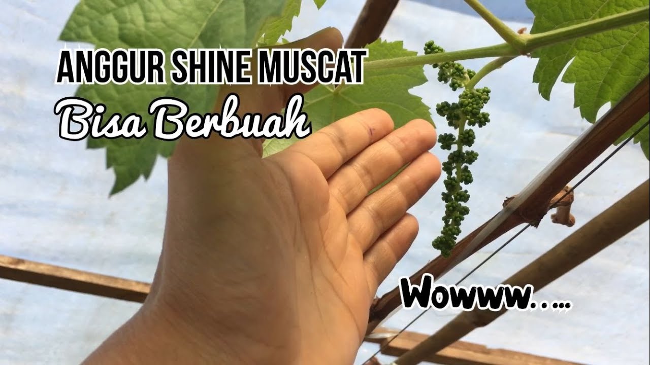 Anggur Shine Muscat  Berbuah Lebat Setelah Pemangkasan