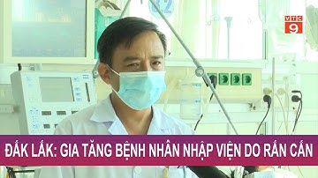 ĐẮK LẮK: GIA TĂNG BỆNH NHÂN NHẬP VIỆN DO RẮN CẮN  | VTC9