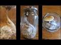 Вирощування грибів в домашніх умовах - Їжовик і інші гриби