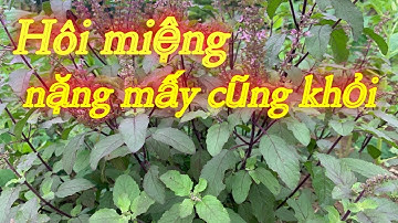 CÂY HƯƠNG NHU TÍA - Chữa hôi miệng, cảm sốt, nhức đầu | Vui Khoẻ Channel