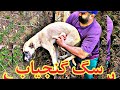 سگی که در دام گنجیاب ها اسیر شده گنج