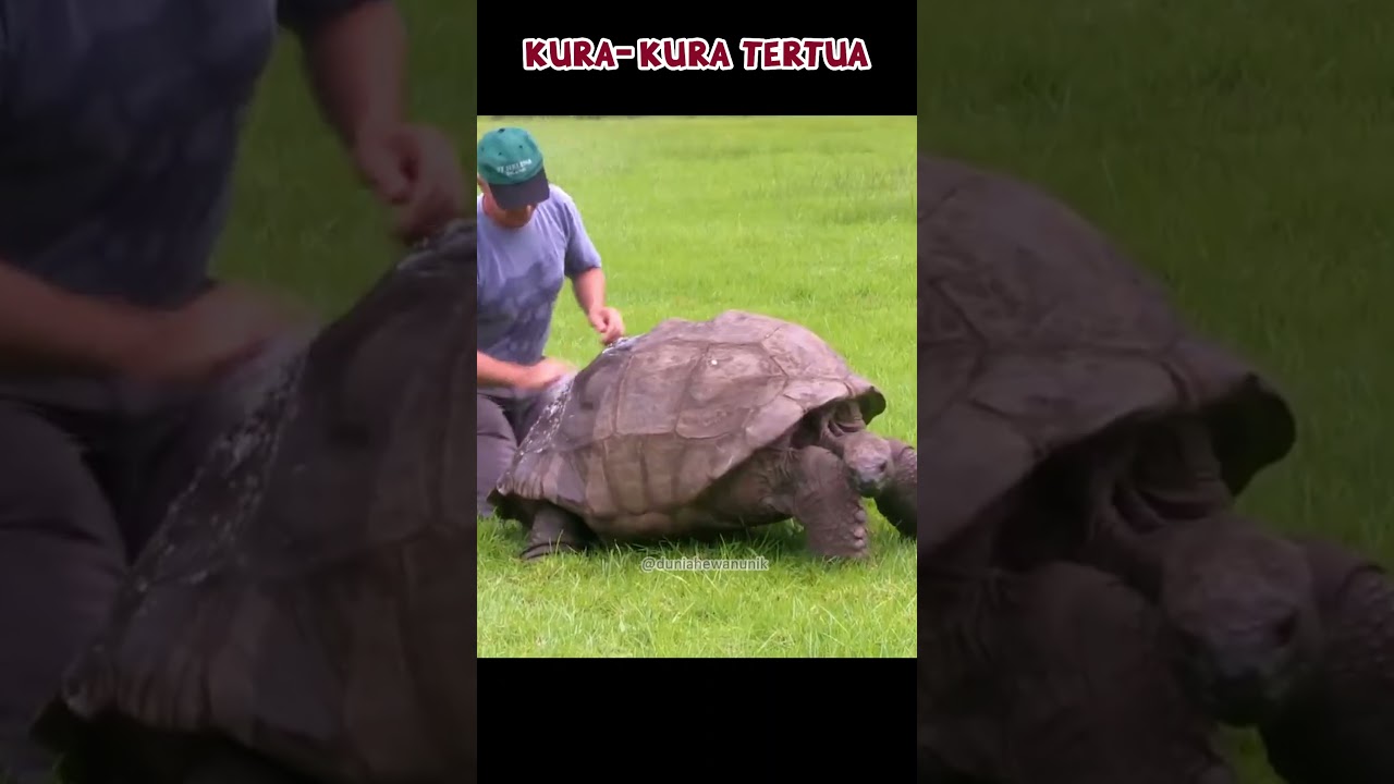 Kura kura tertua berusia 191 tahun