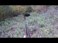 Heyecan dolu OMAK Gölpazarı domuz avları / Wild boar hunting in Turkey