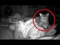 Mann filmte seine Katze in der Nacht, was sie tut hätte er niemals erwartet!