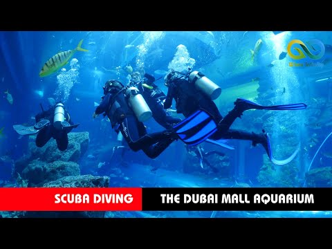 The Dubai Mall Aquarium – Diving