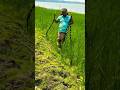 Why Do Farmers Keep Fake Snakes In Their Fields? #shorts