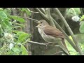 Common Nightingale song