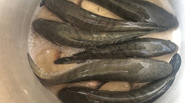 Cắm câu cá lóc mồi cá sặc ,kết quả được mớ cá choi choi