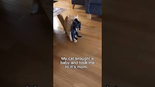 They’re part of the family now ❤️ #wholesome #animals #animal #nature