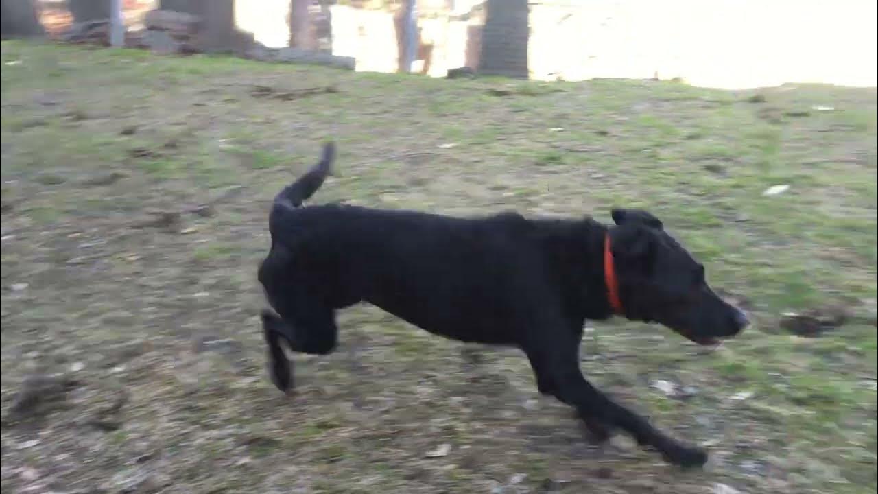 Black lab has zoomies in the backyard! YouTube