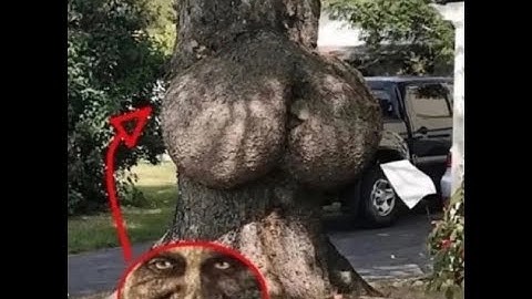 1 hour of Wise Mystical Tree