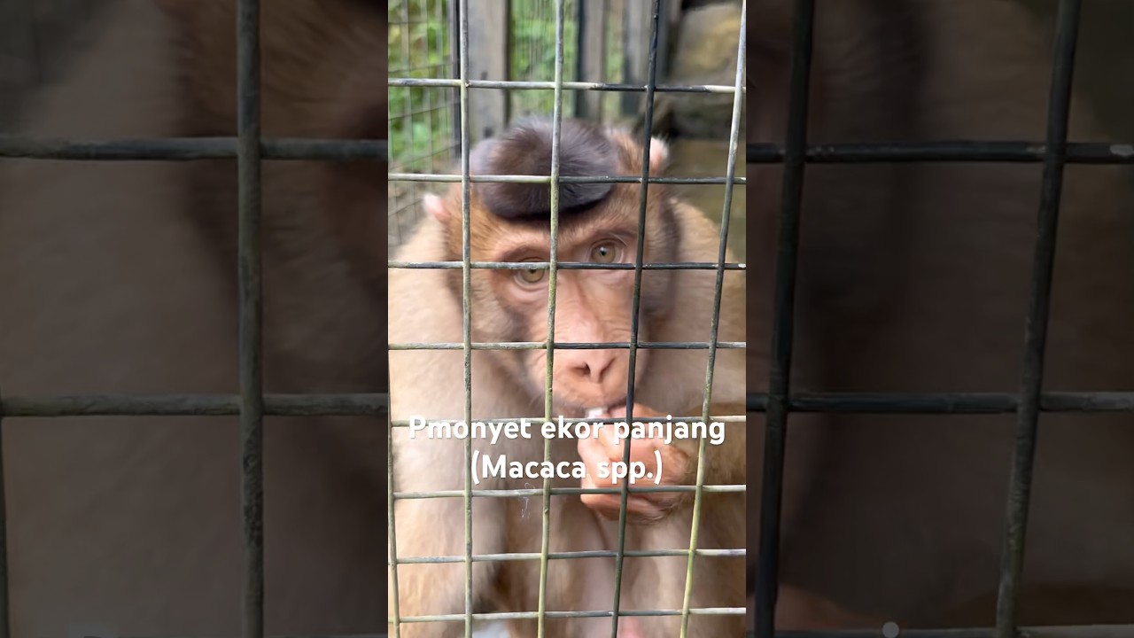 monyet ekor panjang (Macaca spp.) genus Macaca ditemukan di Asia Tenggara