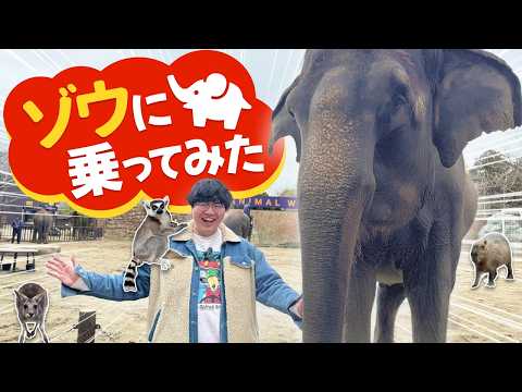 I went to ride an elephant [I was ridden by a lemur] - YouTube