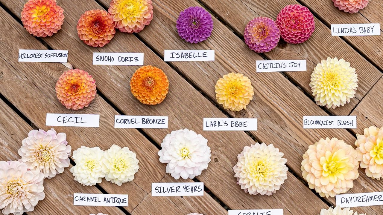 69 Dahlia Varieties You Won't Find In Any Stores
