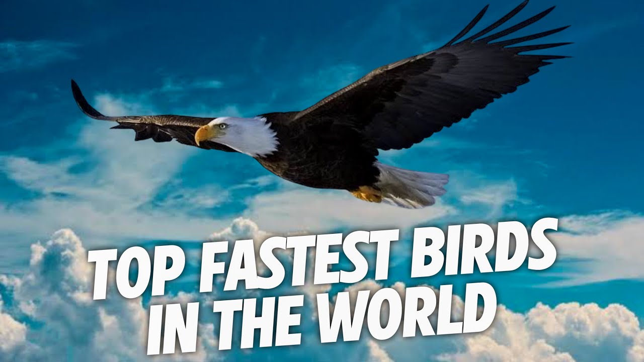 Top 10 Fastest Birds in the Whole World - YouTube