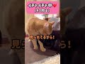 好きな子とイチャついている所をママに見られて気まずくなっている男子#shorts