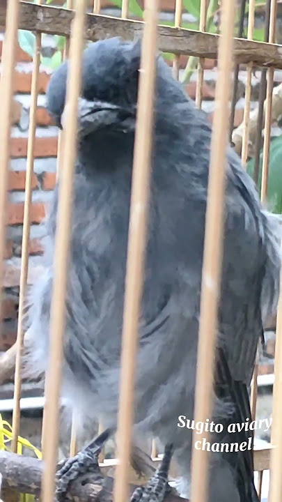 Kepodang sungu atau kepodang Wulung lagi ngurak part 7