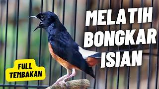 MASTERAN MURAI BATU FULL ISIAN TEMBAKAN MEWAH SANGAT AMPUH MELATIH MURAI BATU BONGKAR ISIAN
