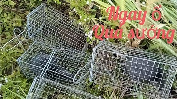 Cắt lúa xong đặt bẫy chuột chạy toàn cống nhum chuột cơm siêu to quá sướng Hòa Nguyễn Vlog
