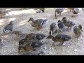 CAT TV Epping Forest walk duck pond keep dogs on leads PLEASE!!