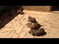 Norfolk Terrier filhotes quase 3 meses の動画、YouTube動画。
