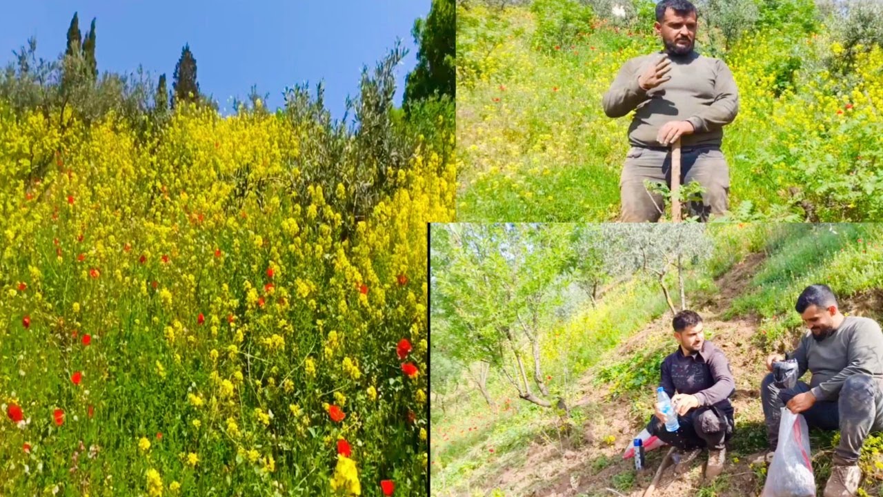 فلوق طبيعة ضيعتنا/اشتغلنا بالأرض وتعبنا كتير/اجمل طبيعة مع أجواء الربيع🌹😍