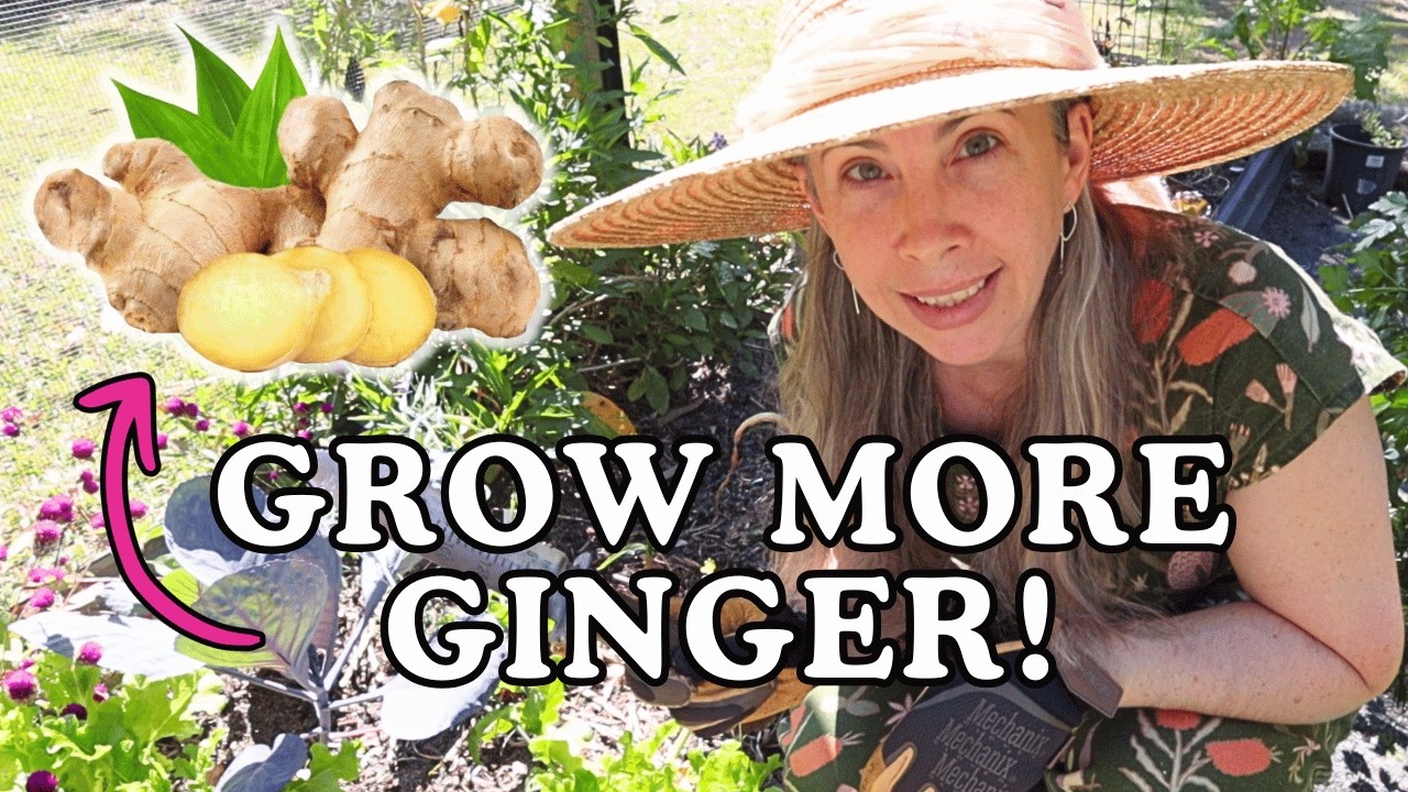 🫚GINGER GROWING EXPERIMENT - Growing Ginger 3 Ways - Which Worked Best?