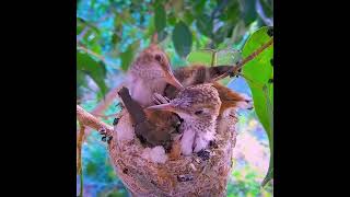 Download Lagu Burung Kolibri meloloh anaknya di alam bebas #kolibrininja #burunggacor #burung #birds MP3 Download Lagu Burung Kolibri meloloh anaknya di alam bebas #kolibrininja #burunggacor #burung #birds MP3
