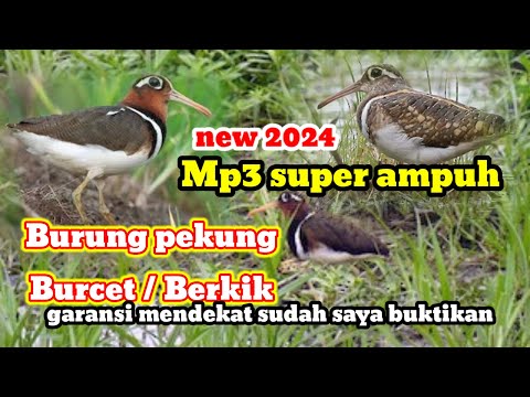 1Jam Pancingan Pikat Mandar Sawah anti Zoonk terbukti AMPUH