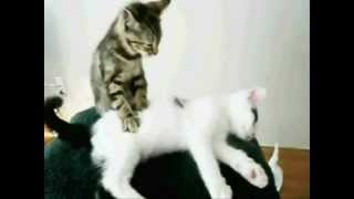 Happy Birthday, Funny Cats Style!  #1 - Too Much Catnip @birthdayvideos4u