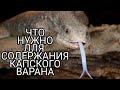 Что нужно для рептилии - капский варан