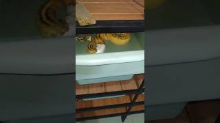 Ular Ball Python Super Pastel Pied Ph Ghost