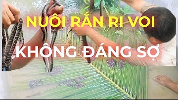 Nghề nuôi rắn ri voi không đáng sợ như nhiều người nghĩ