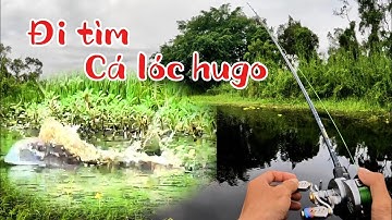 Câu cá lóc rừng U Minh Thượng - Hành trình săn cá lóc hugo (tập 161)@huukhuynhkiengiang