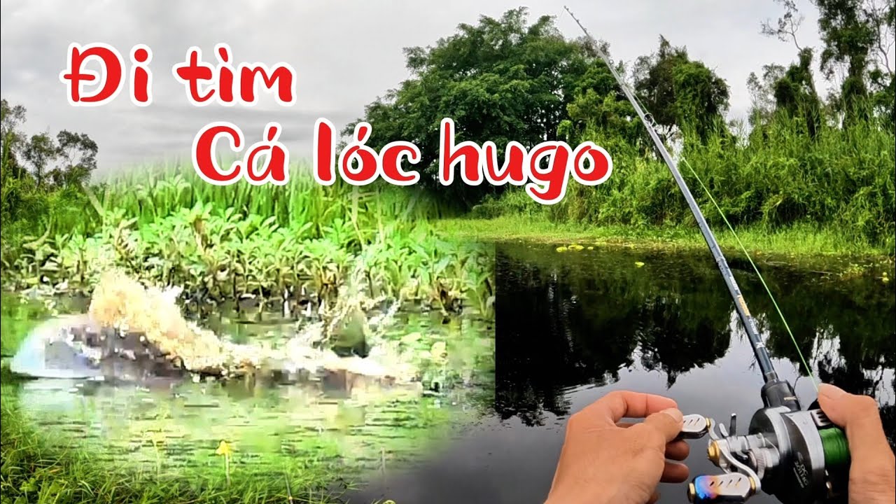Câu cá lóc rừng U Minh Thượng - Hành trình săn cá lóc hugo (tập 161)@huukhuynhkiengiang