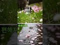 이 빗소리 장면, 그냥 힐링입니다 🌧️| Korean Hanok Rain ASMR | Relax