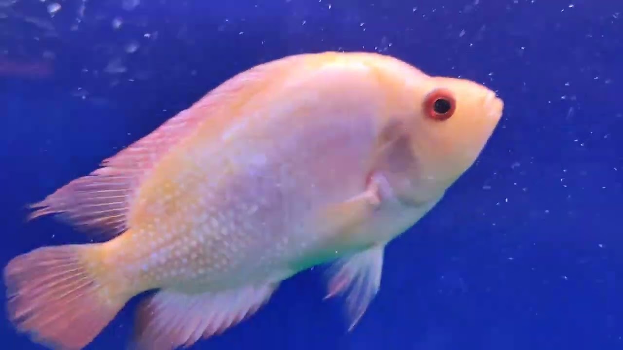 Rohtak fish Mela 🐠🐠🐠🐠🐠🐟🐟🐠