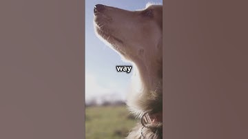 Thumbnail of What Colors Do Dogs See? #dogs  #canineintelligence #colourblind