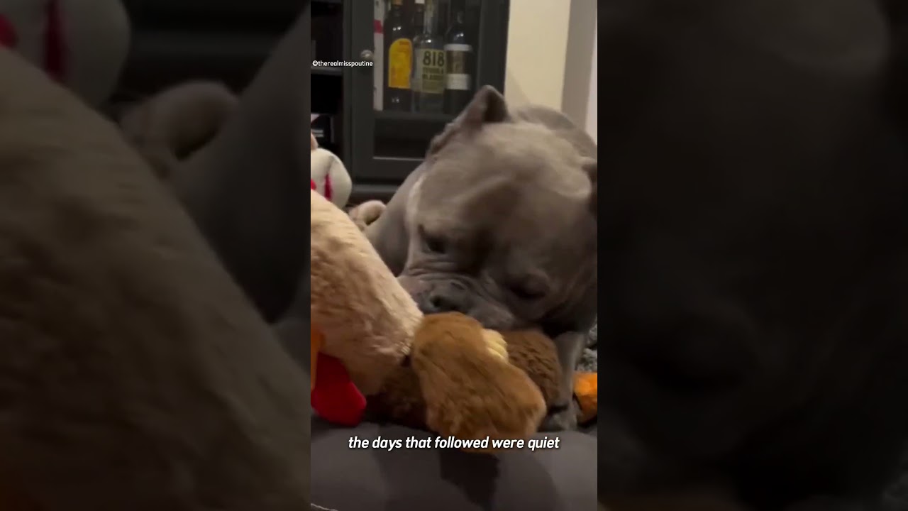 She Was Broken but Not Lost How Love Saved a Shelter Dog Named Poutine 