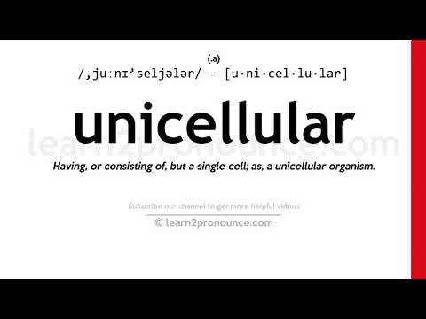 Pronunciation of Unicellular | Definition of Unicellular