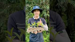 Forests Are Fading Away